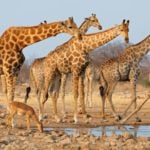 Eine Giraffenherde an einem Wasserloch im Etosha Nationalpark.