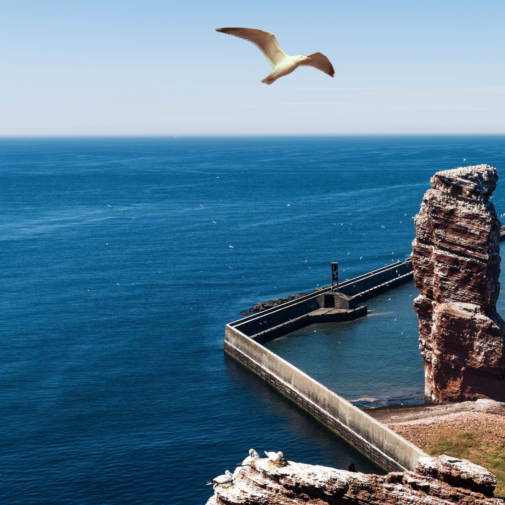 Möwe auf Helgoland
