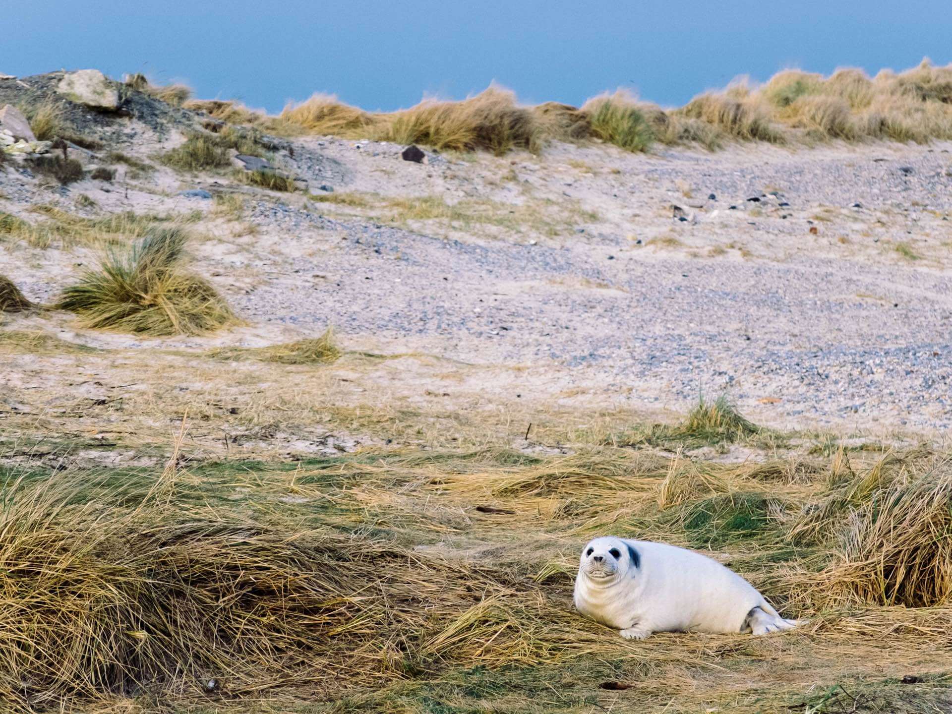 Eine Robbe auf Helgoland