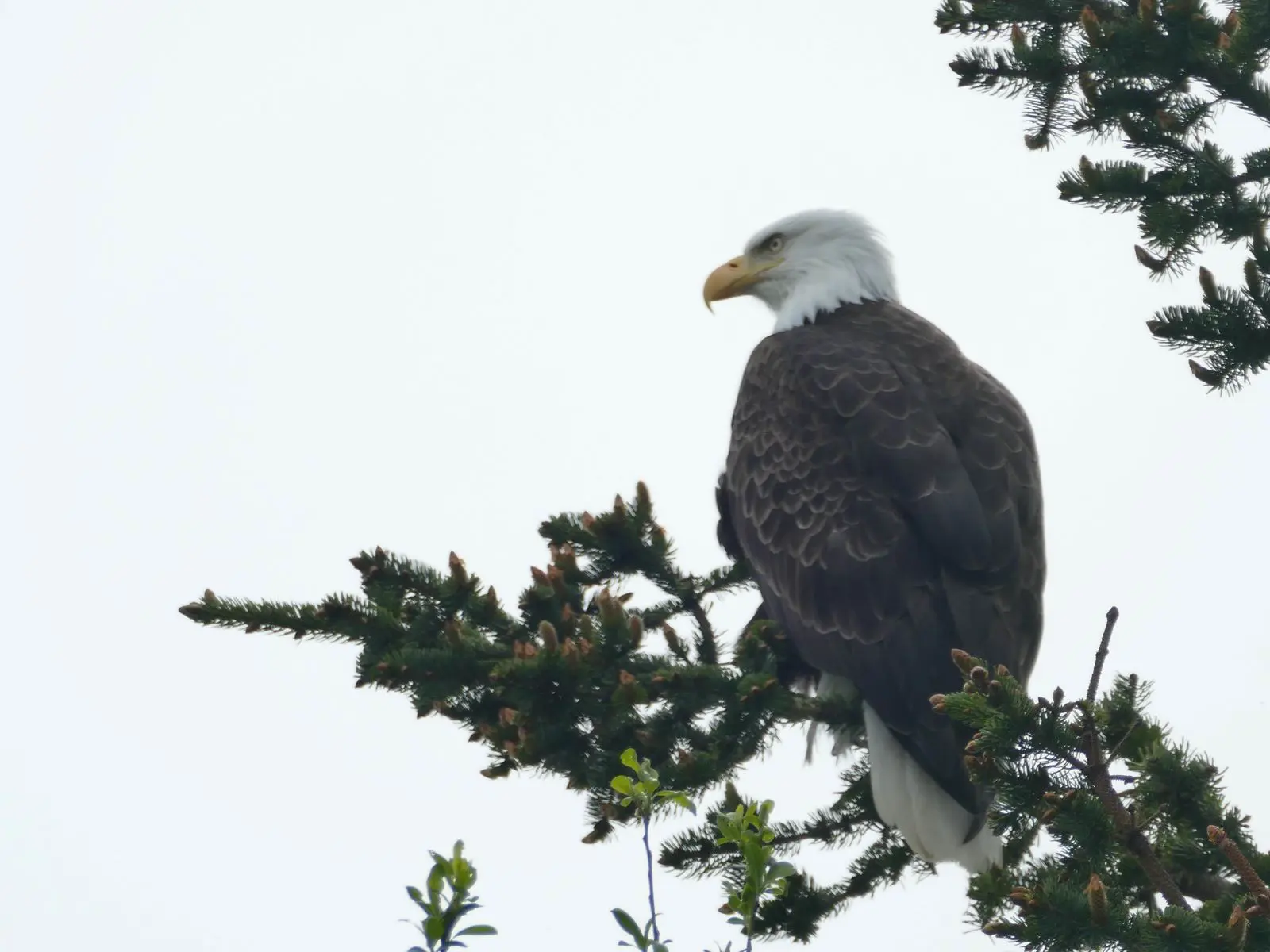 Ein Seeadler sitzt auf einem Ast.