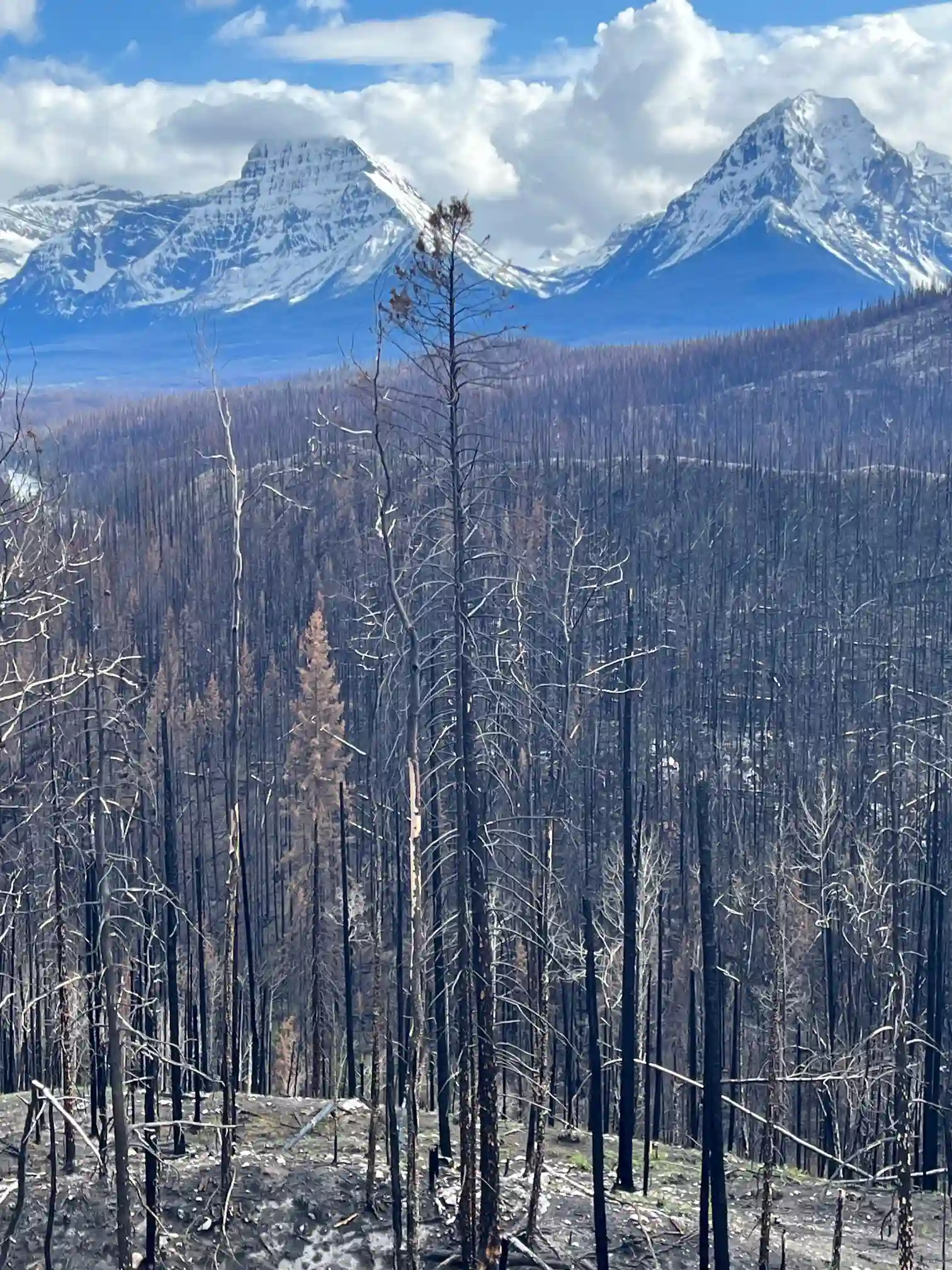 Blick auf die großflächigen Auswirkungen der Waldbrände.