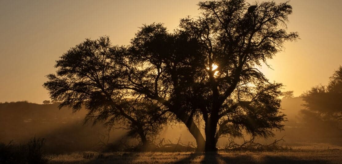 Maun