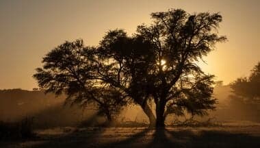 Maun