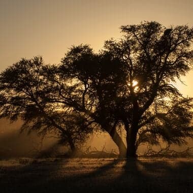 Maun