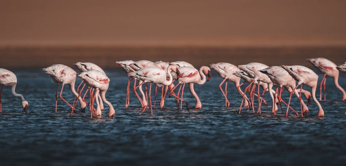 Walvis Bay