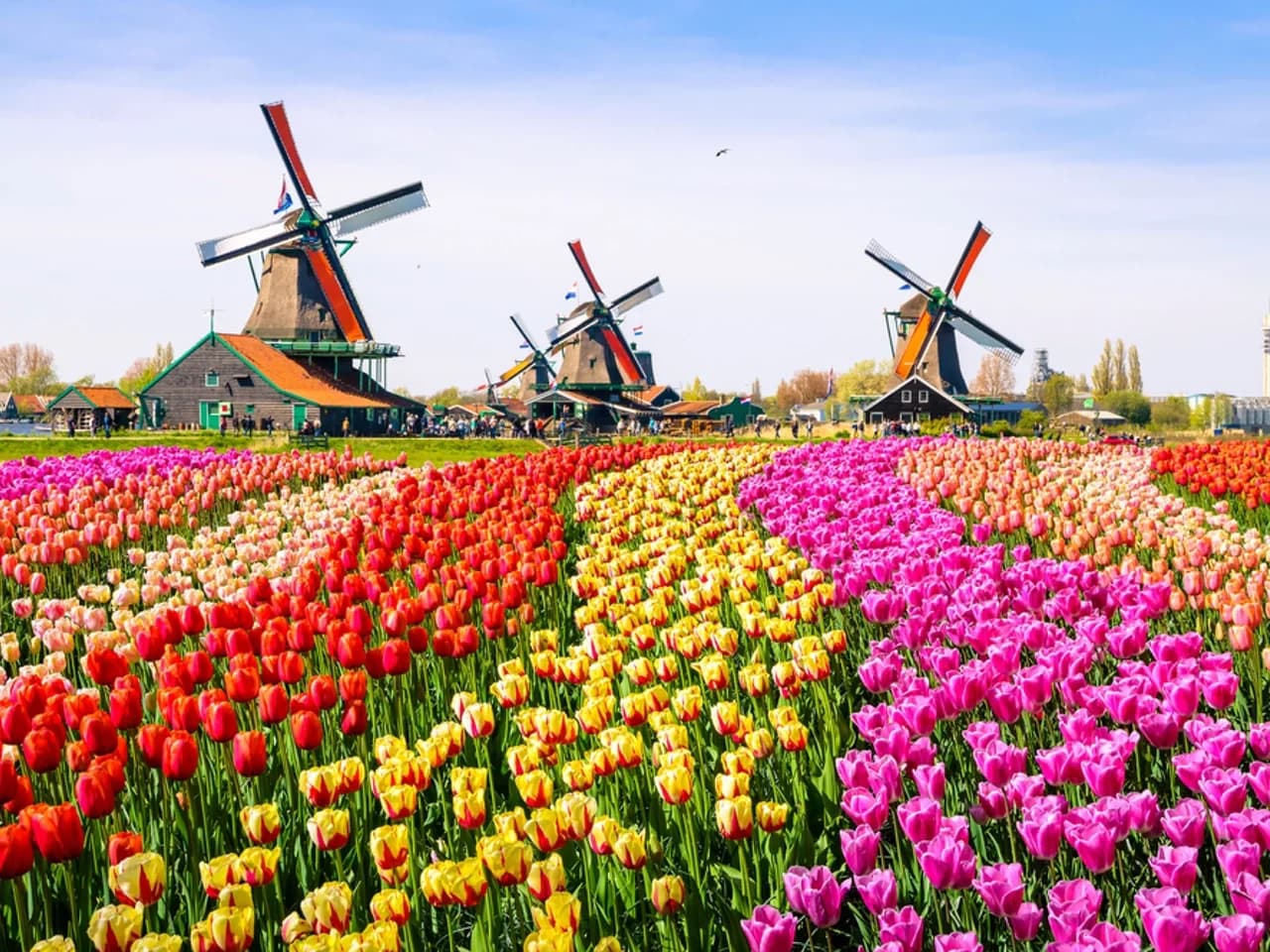 Ein Tulpenfeld in Zaanse Schans