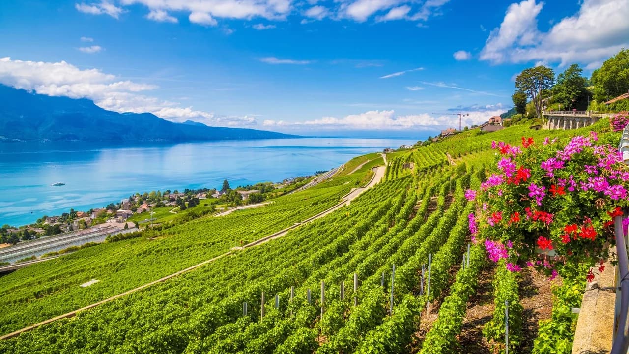 Lavaux-Weinbergterrassen am Genfer See im Sommer