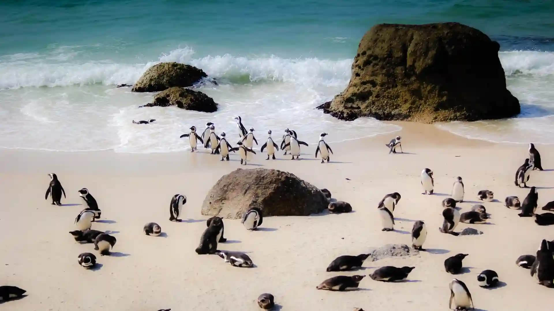 Pinguine am Boulders Beach