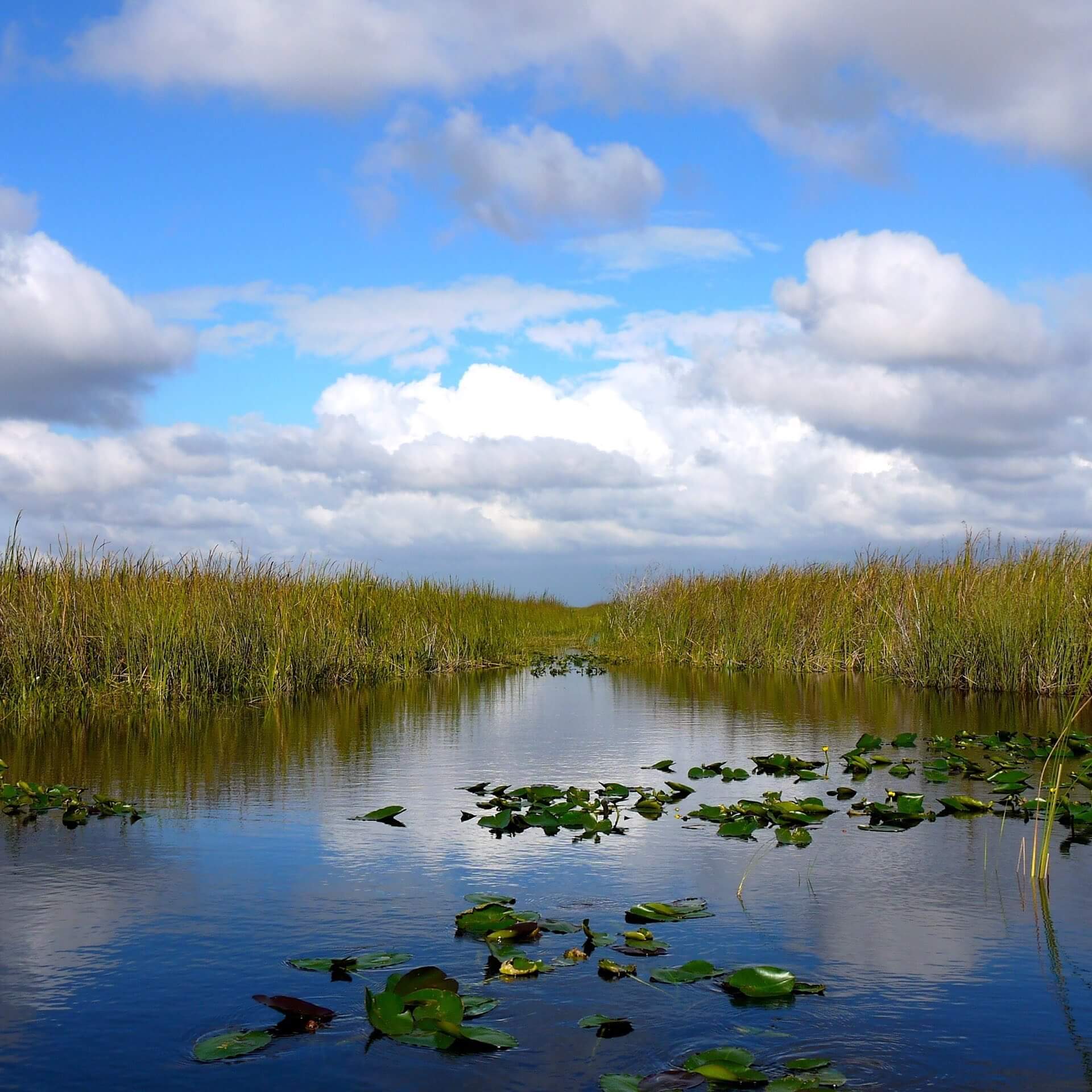 Sumpflandschaft im Everglades Nationalpark