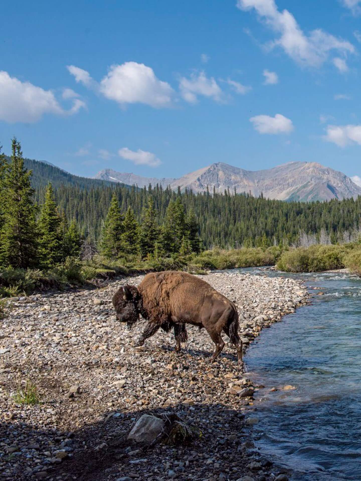 Ein Bison durchquert einen Fluss im Banff Nationalpark.