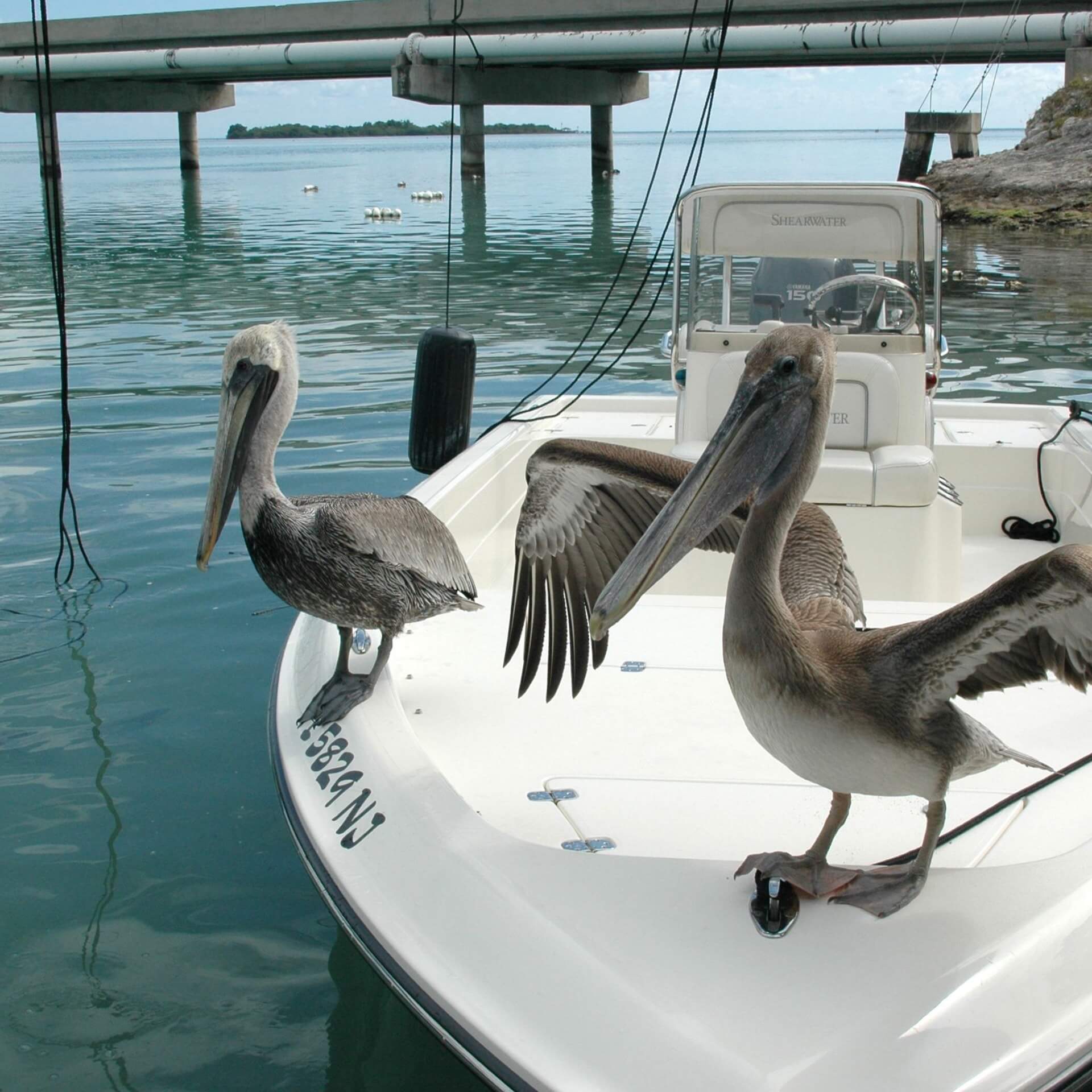 Pelikane auf einem Boot in Key West