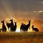 Gruppe von Kängurus im Outback bei Sonnenuntergang