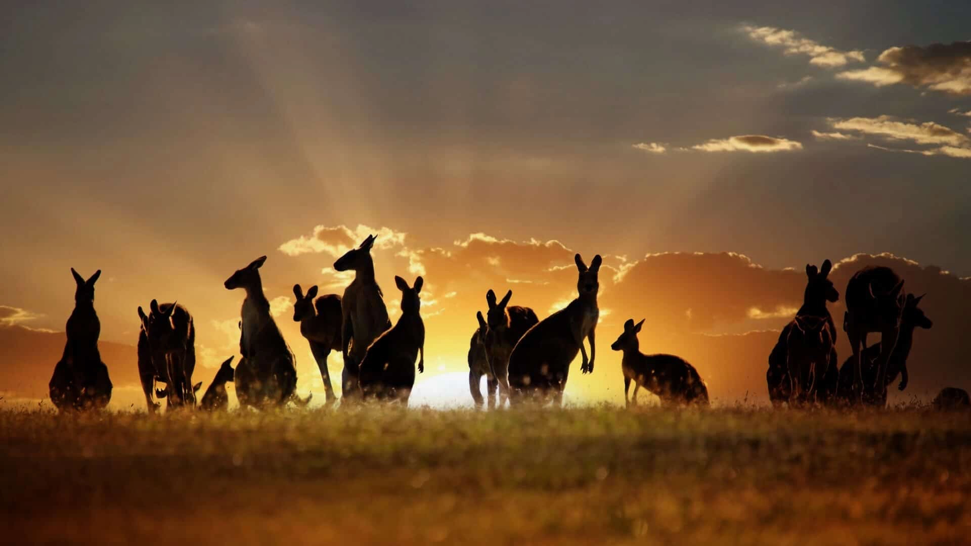 Gruppe von Kängurus im Outback bei Sonnenuntergang
