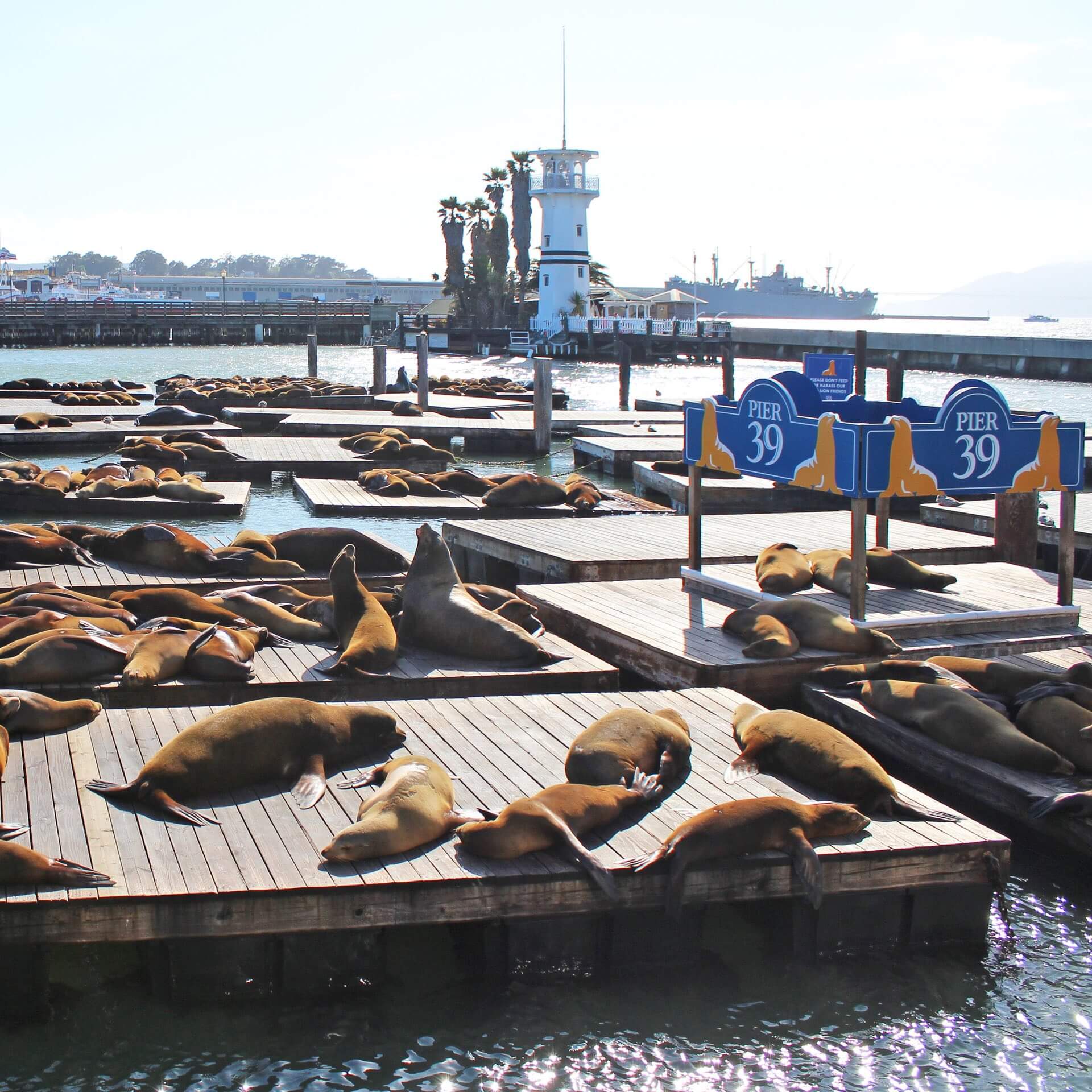 Pier 39 in San Francisco mit Seehunden