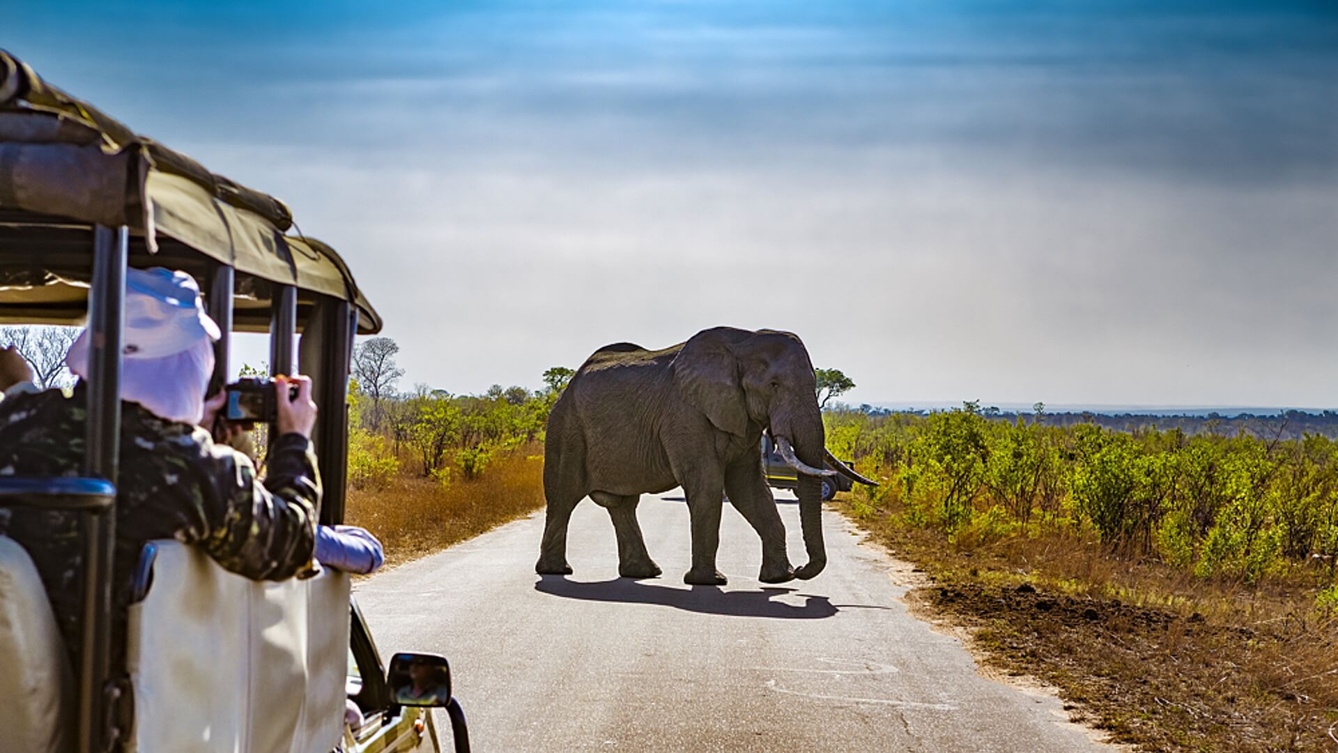 Ein Elefant, der während einer Safari-Tour gesichtet wurde.