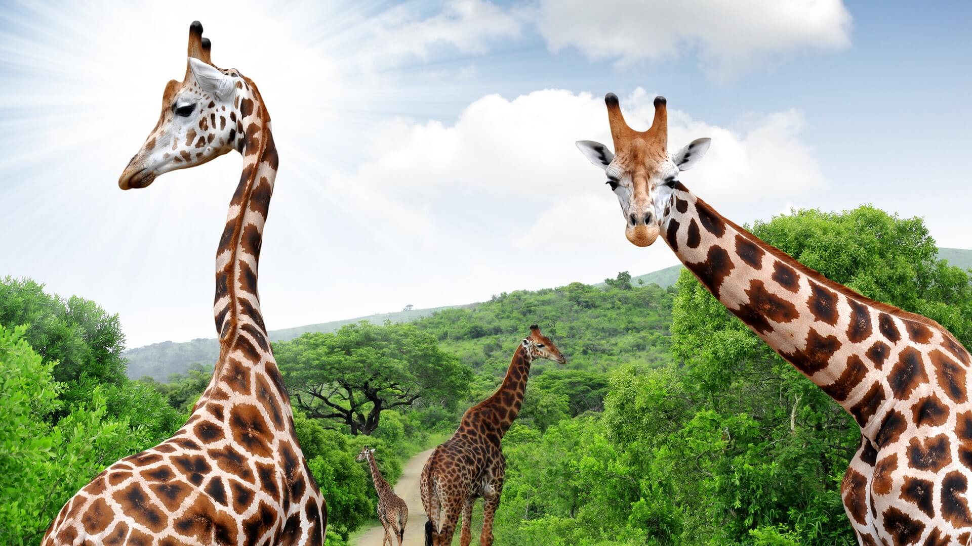 Mehrere Giraffen stolzieren auf einem Weg im Krüger Nationalpark herum.