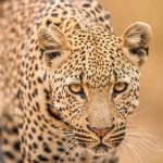 Nahaufnahme eines Leoparden im Krüger Nationalpark.