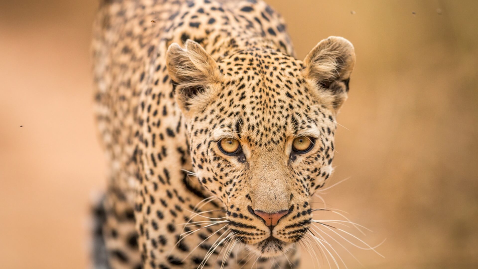 Nahaufnahme eines Leoparden im Krüger Nationalpark.