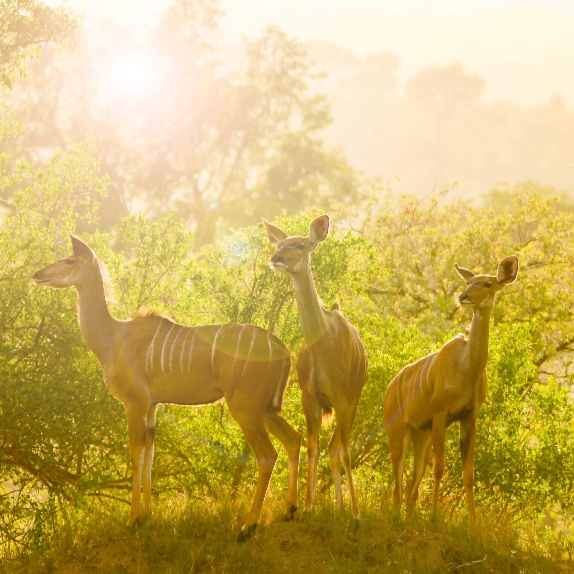 Drei Impalas inmitten des Krüger Nationalparks.