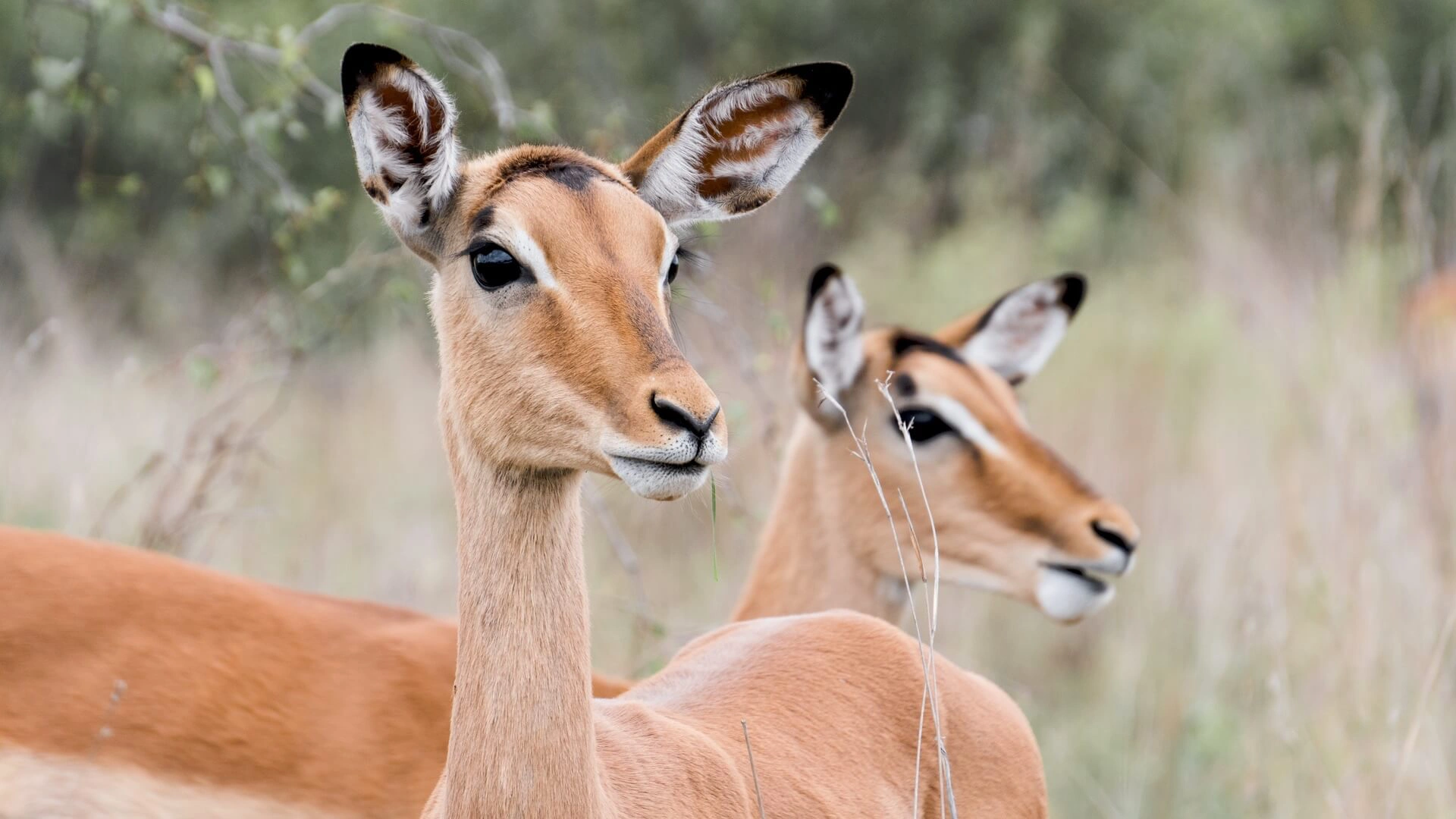 Zwei Impalas die in die Ferne blicken.