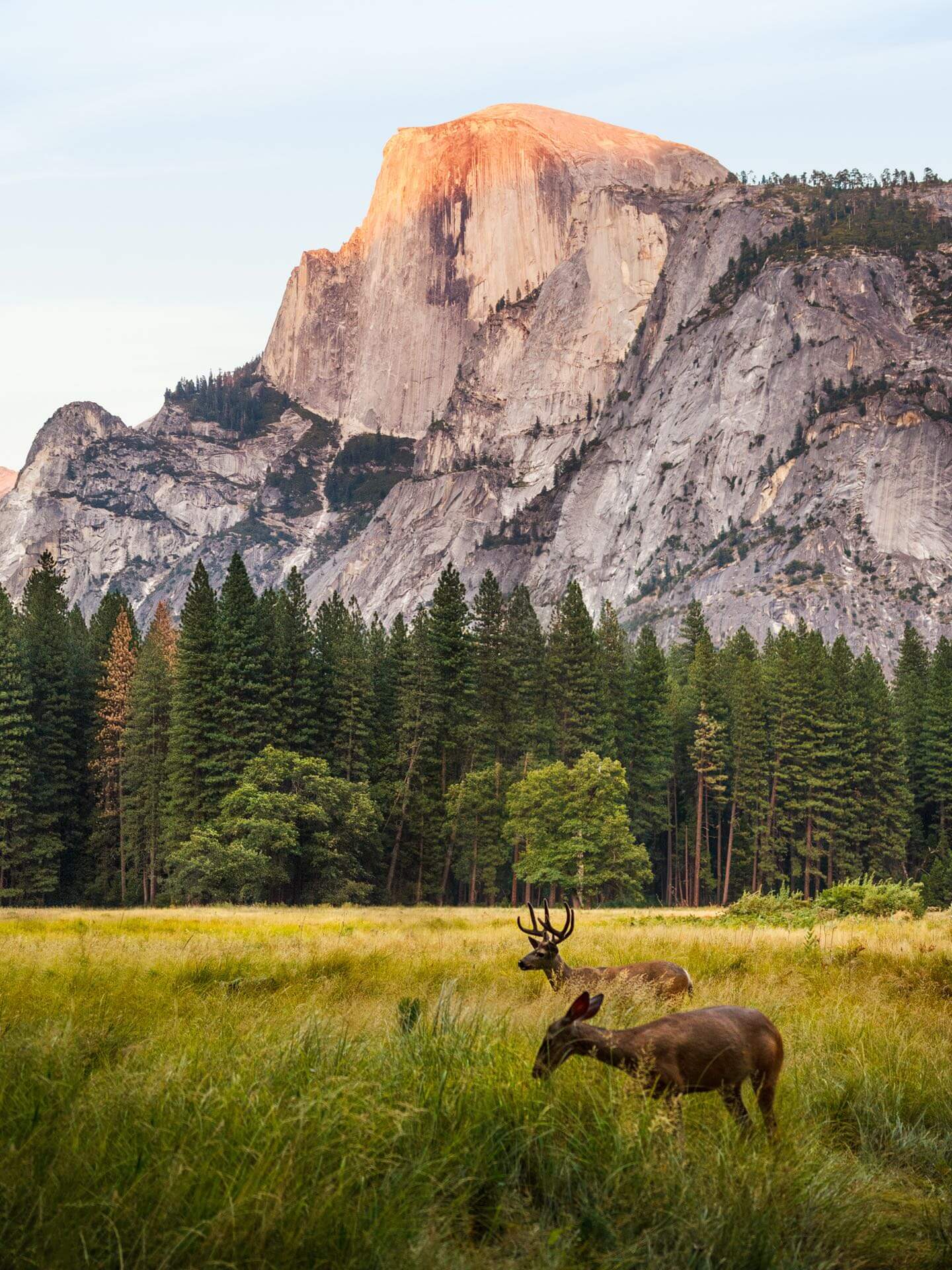 Rehe auf einer Weise im Yosemite Valley