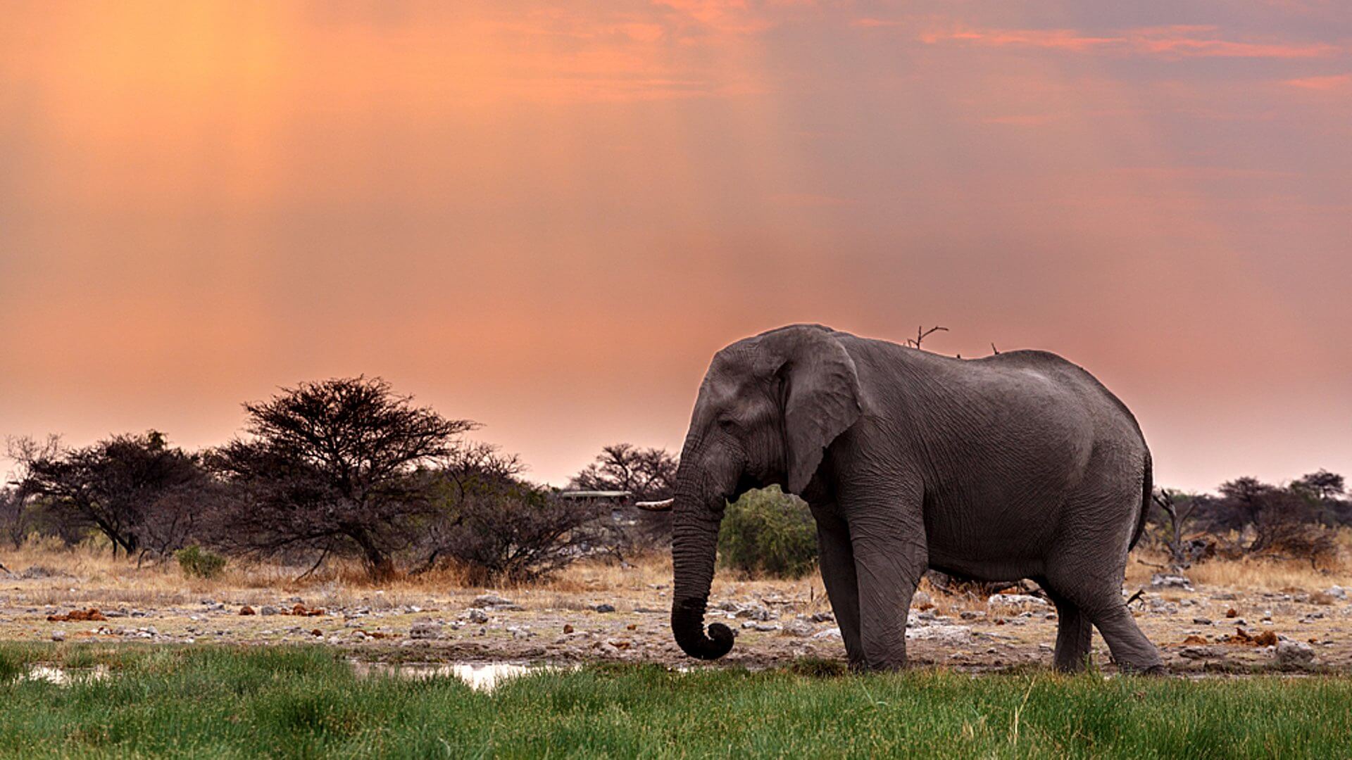 Elefant beim Sonnenuntergang in Namibia.