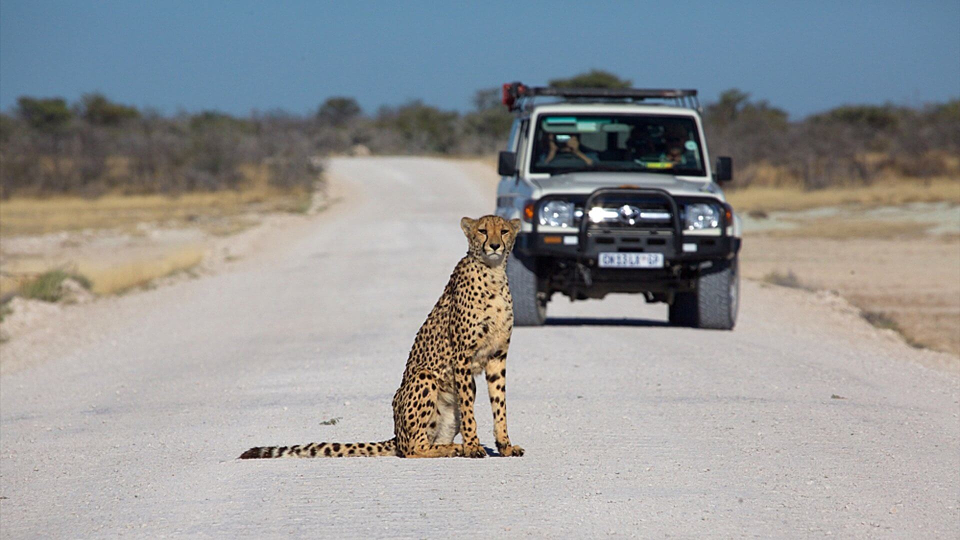 Ein Gepard sitzt auf einer Straße im Etosha Nationalpark.