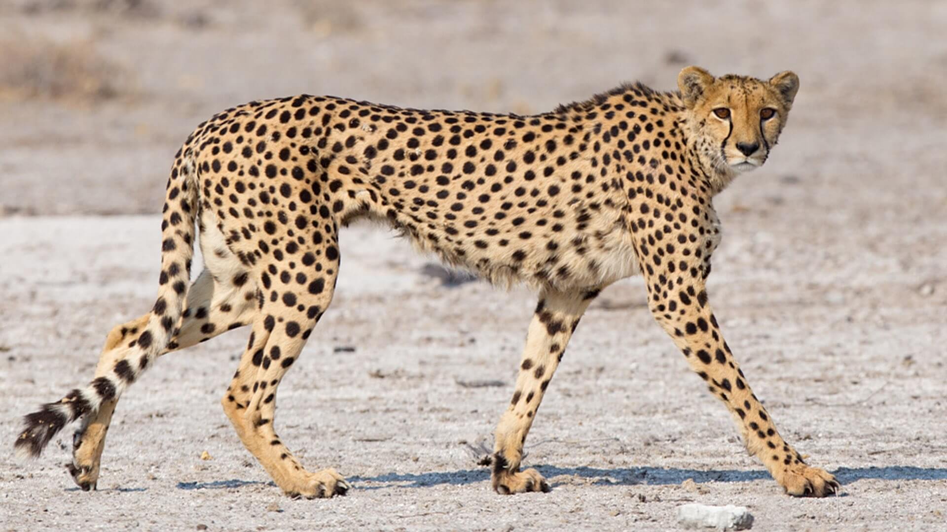 Ein Gepard in der Etosha Pfanne in Namibia.