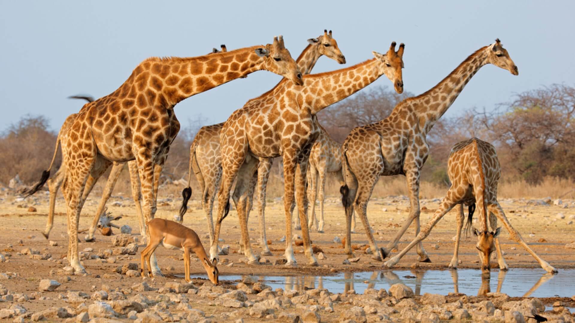 Eine Giraffenherde an einem Wasserloch im Etosha Nationalpark.