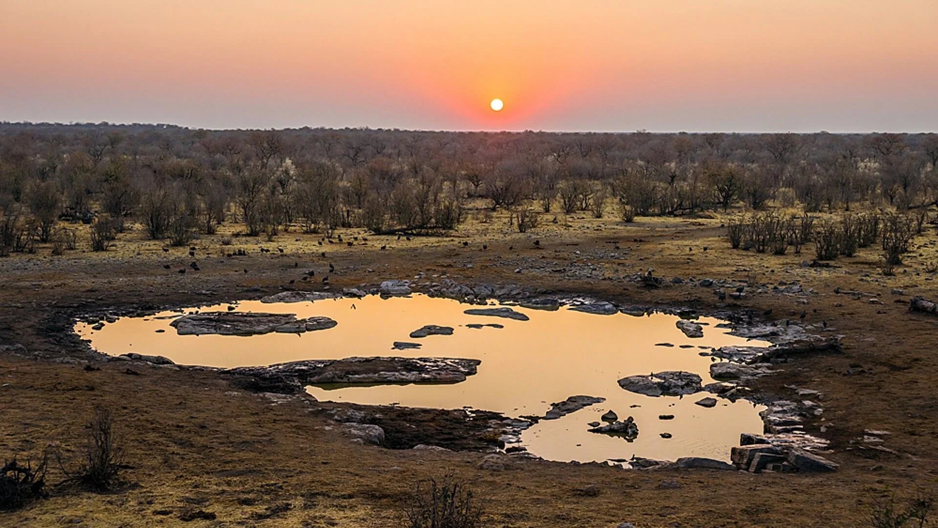 Moringa Wasserloch im Etosha Nationalpark beim Sonnenuntergang.