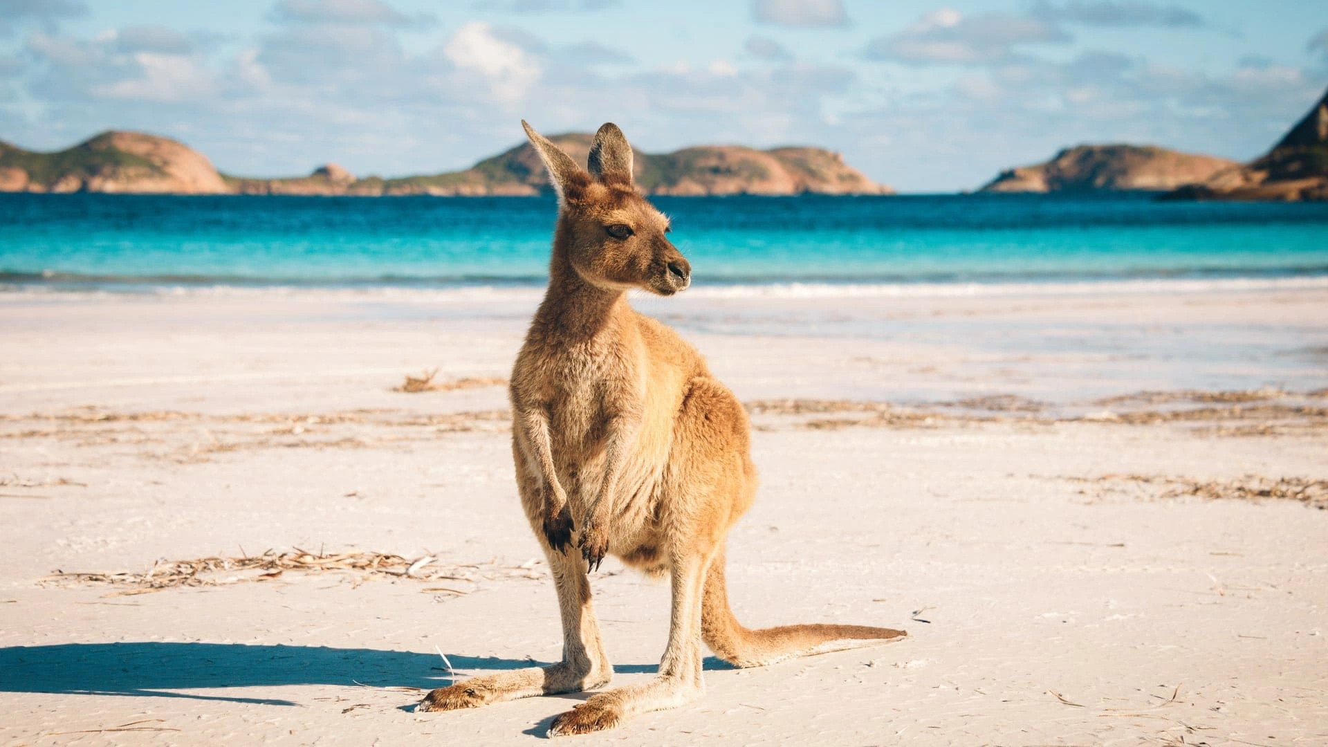 Känguru am Cape le Grand Nationalpark