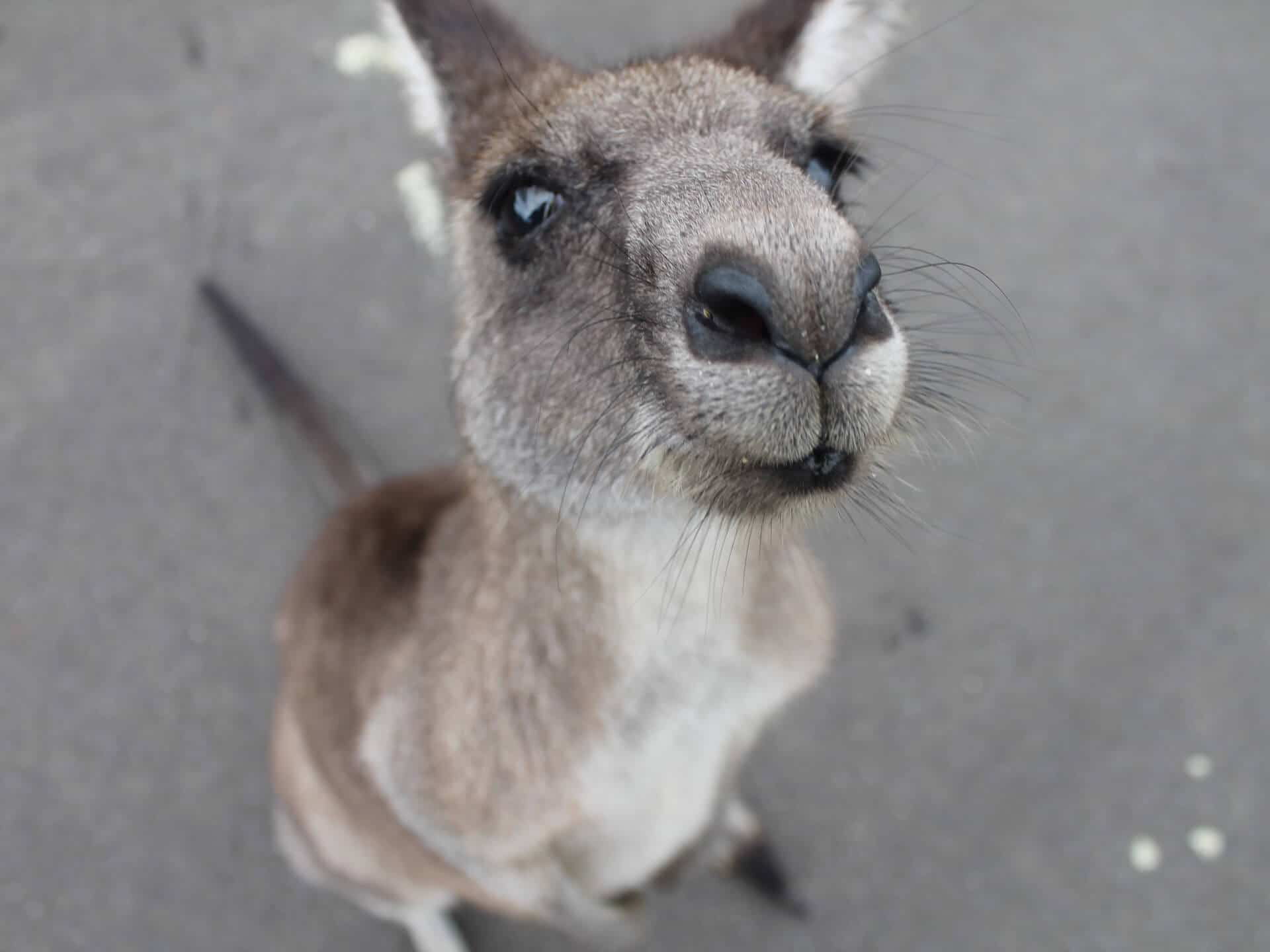 Kängurus können in Westaustralien angetroffen werden