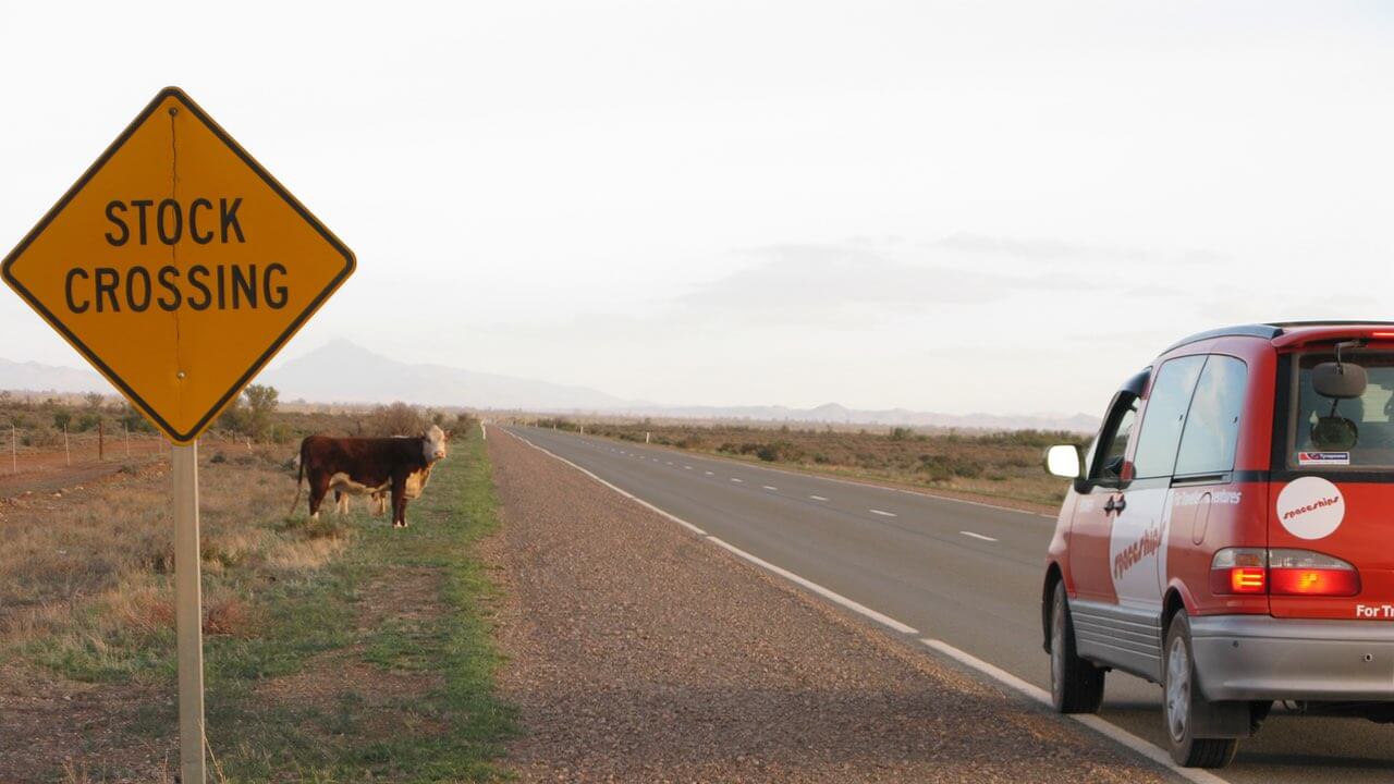 Kuh am Straßenrand in Australien