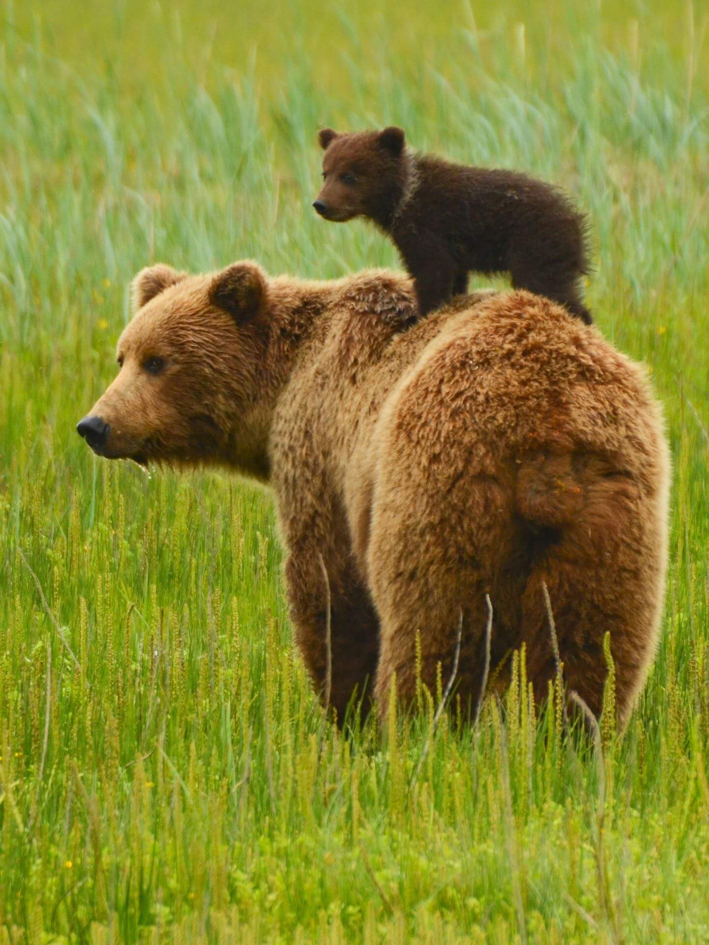 Zwei Bären in Alaska