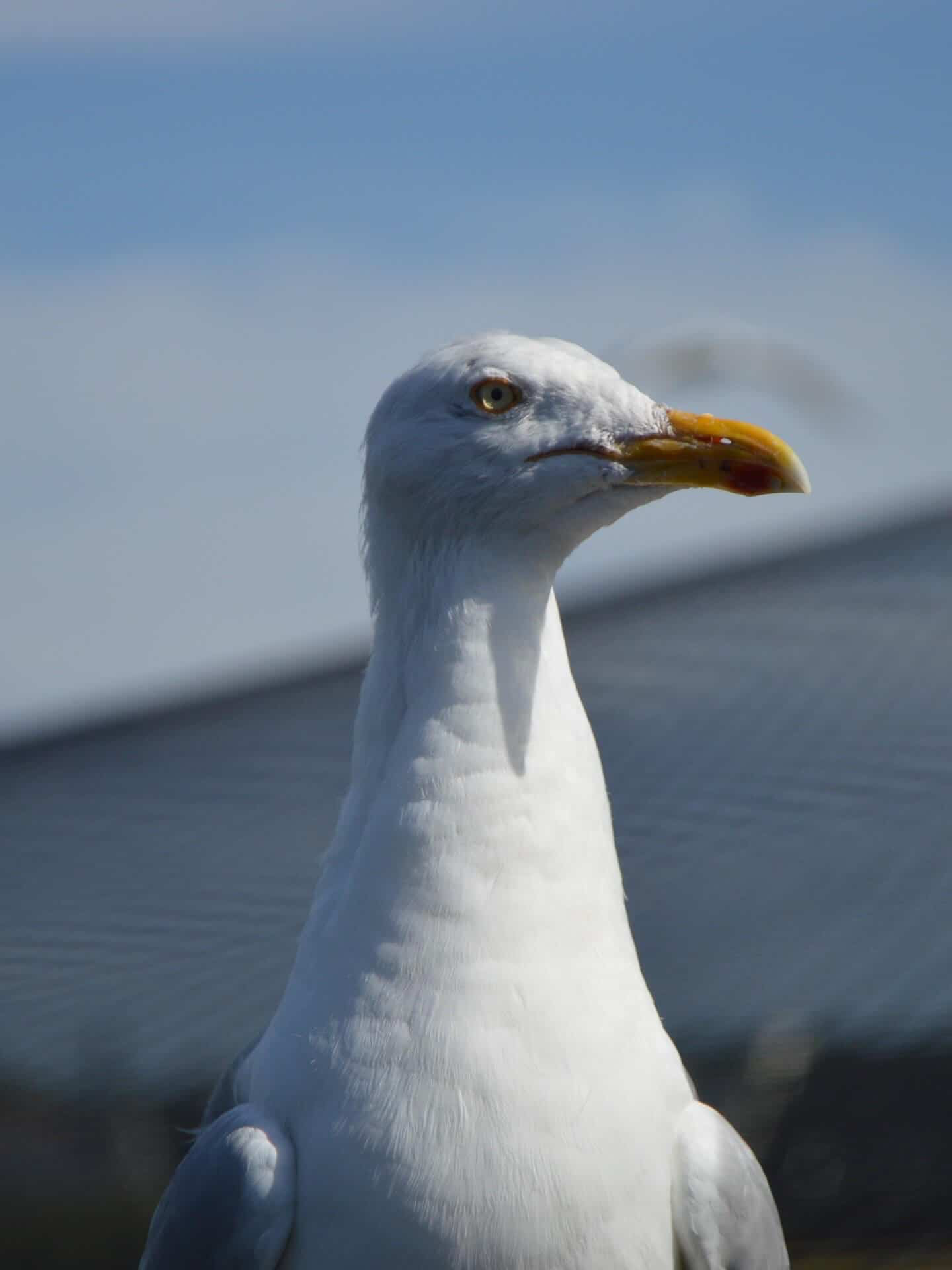 Tierische Erlebnisse in der Bretagne