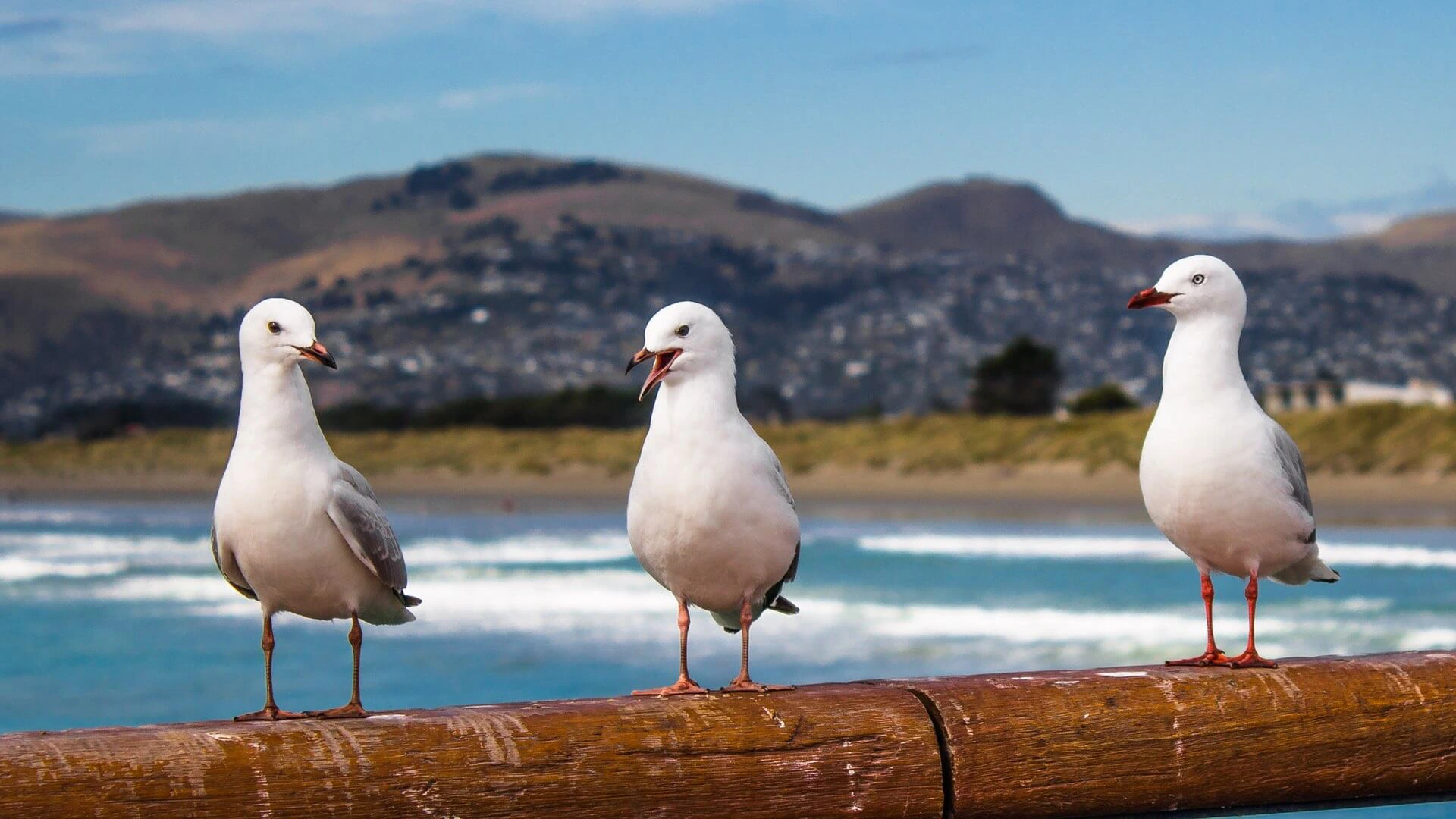 Möwen an der Küste vor Christchurch