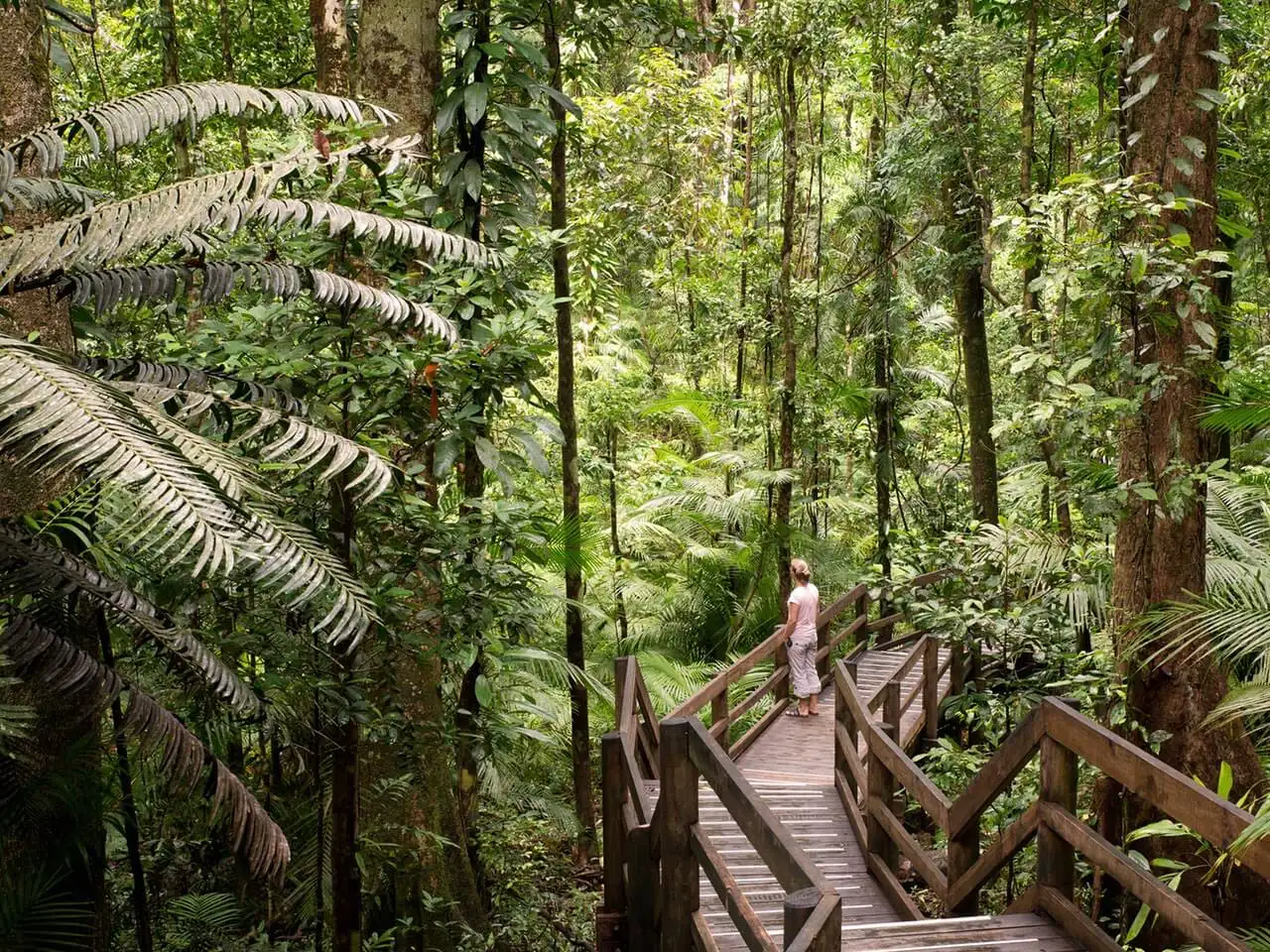 Eine Frau auf einem Pfad im Daintree Nationalpark