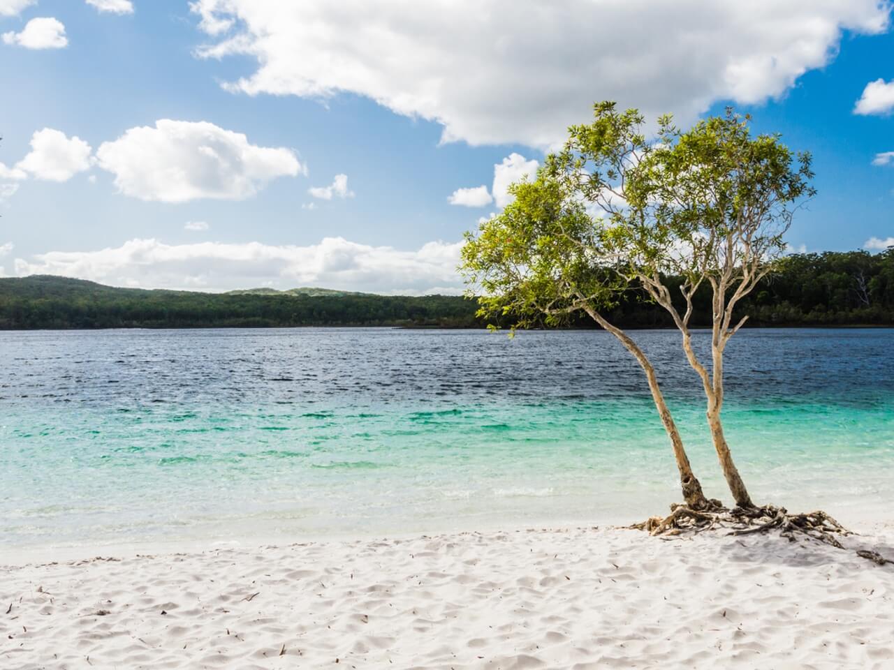 Ein Baum am Strand von Fraser Island