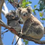 Zwei Koalas im Baum