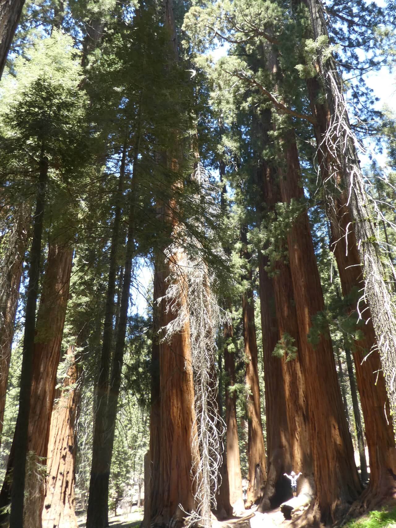 Mammutbäume im Sequoia-Nationalpark