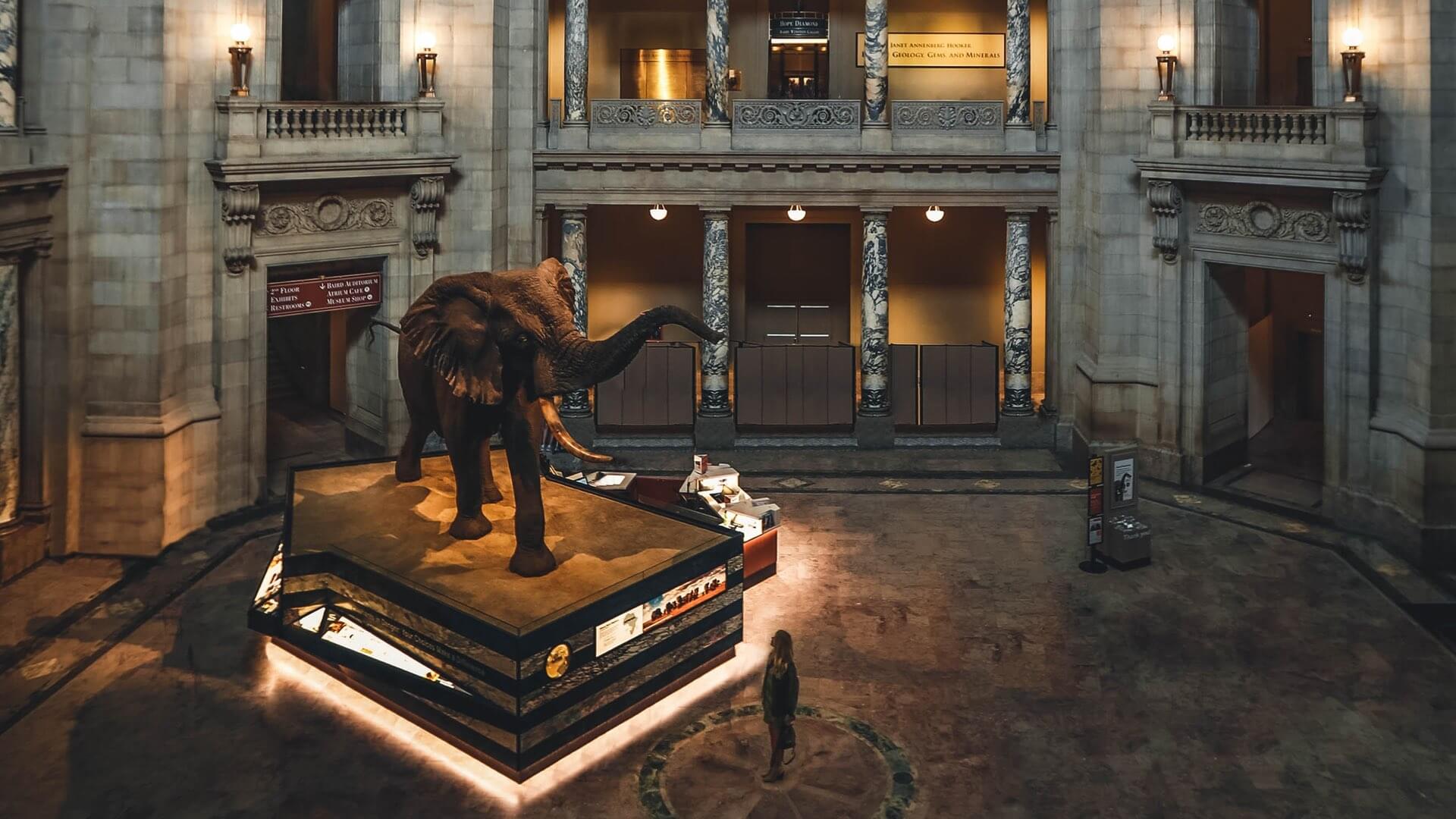 Eine Elefanten-Figur steht inmitten des National Museum of Natural History.