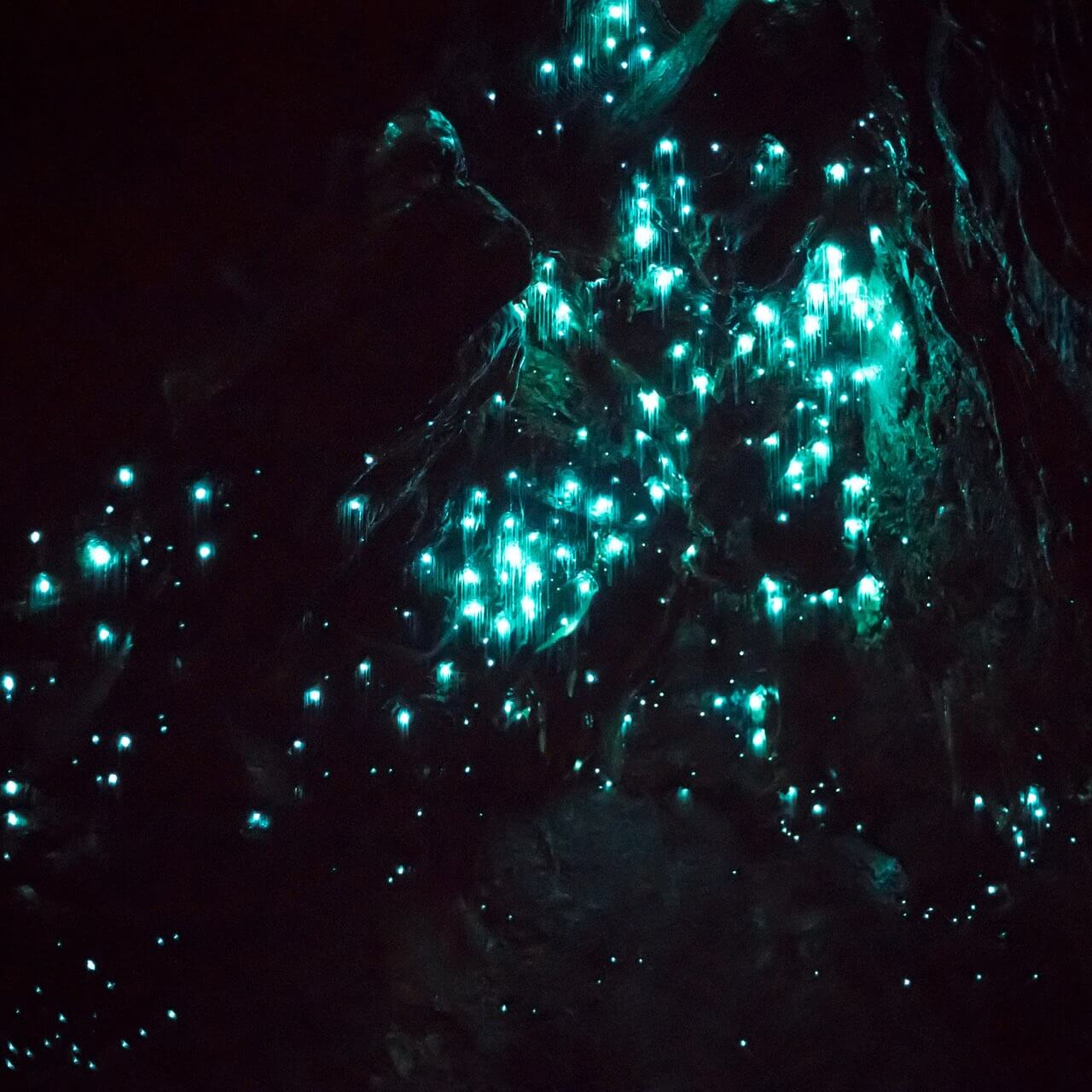 Glowworm Caves in Neuseeland