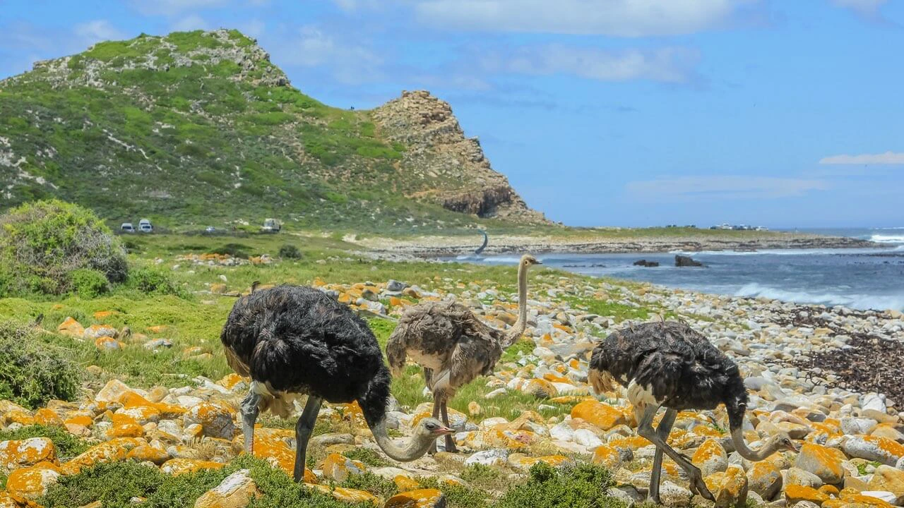 Drei Sträusse im Nationalpark in Südafrika