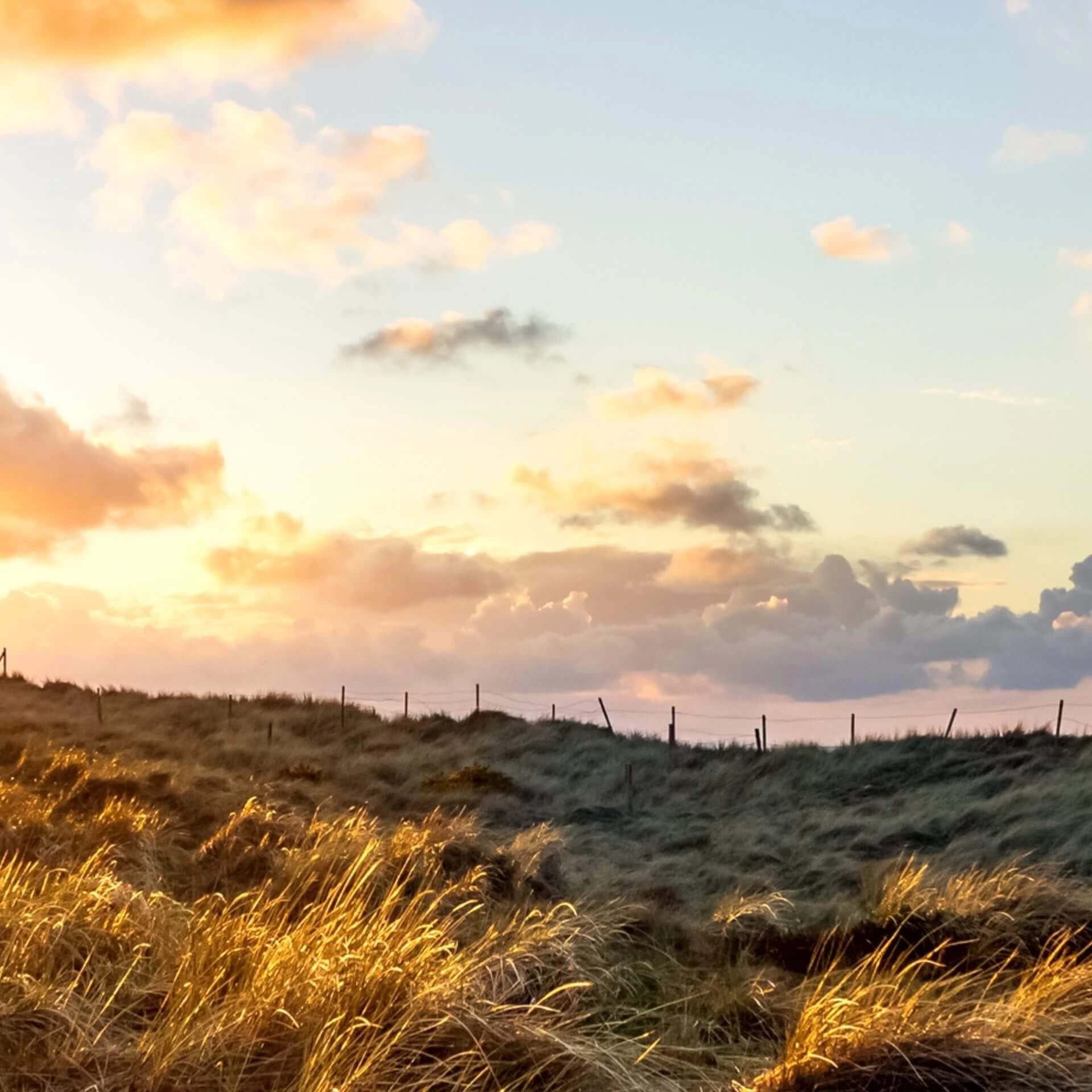 Natur bei List auf Sylt