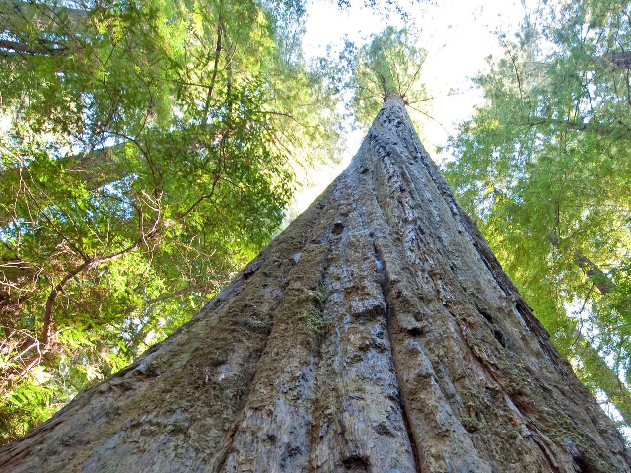 Blick auf die Höhe und Breite eines Mammutbaumes im Redwood Tree State Park.