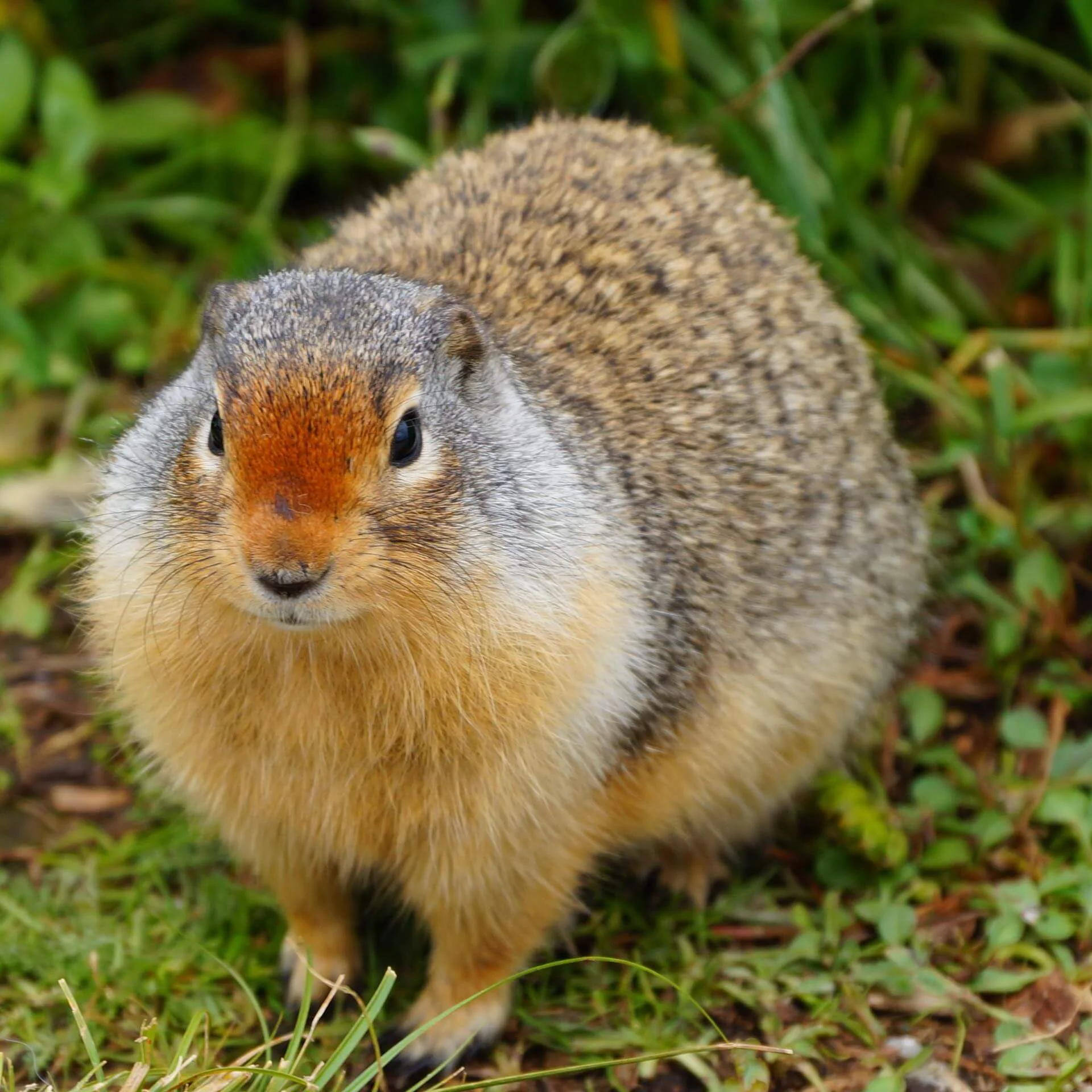 Wildlife in Kanada - im Großen wie im Kleinen