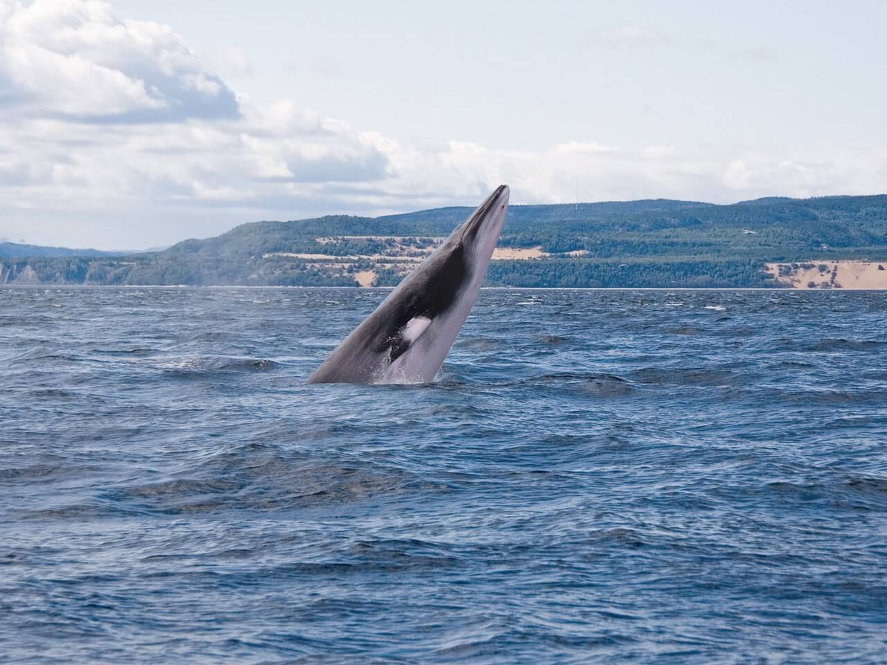 Whale Watching bei Tadoussac in Ostkanada