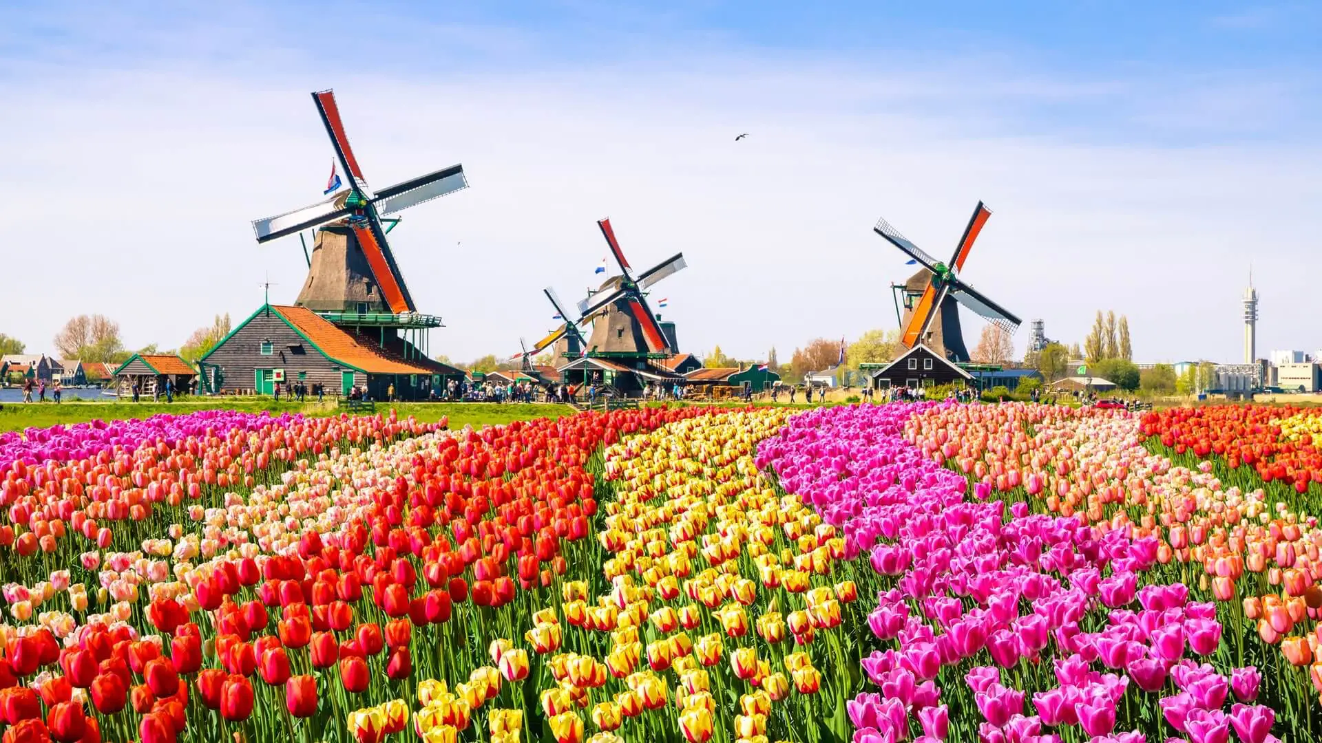 Tulpen vor Windmühlen in Holland