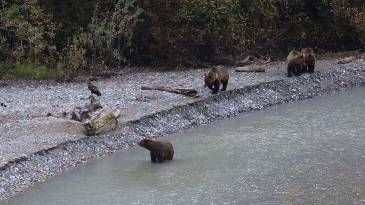 Grizzlybären am Fluss bei Haines