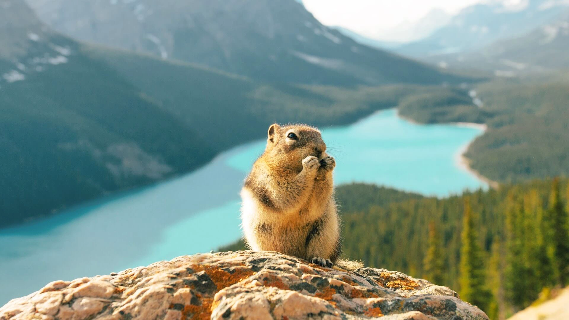 Tierisches Vergnügen am Peyto Lake